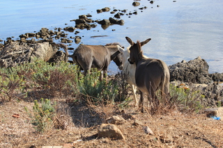 Faune et Flore marine !