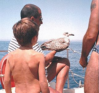 Oiseau(x) des mers et des océans