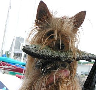 Roi et Reines de la cambuse