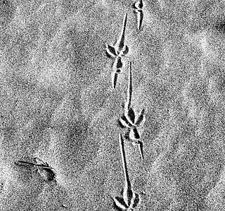 Quelle trace ! ! ! 