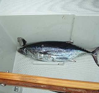 Animaux à bord ! ! !