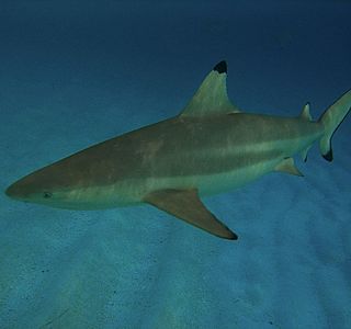 Rencontre sous l'eau. (animaux, photo personnelles non issue du net ou d'un magasine) 
