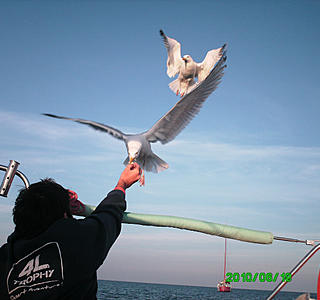 Oiseaux de mer : Mouettes, goélands, fous de Bassan, Albatros, etc...