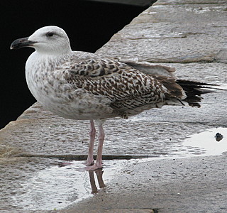 Oiseaux de mer : Mouettes, goélands, fous de Bassan, Albatros, etc...