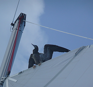 Oiseaux de mer : Mouettes, goélands, fous de Bassan, Albatros, etc...