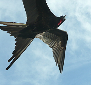 Oiseaux de mer : Mouettes, goélands, fous de Bassan, Albatros, etc...