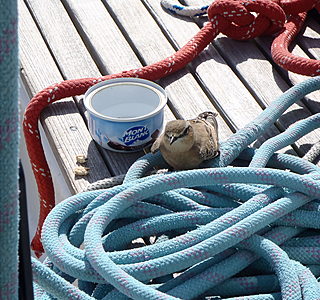 Les animaux de compagnie à bord