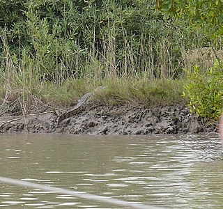 Faune marine croisée en navigation