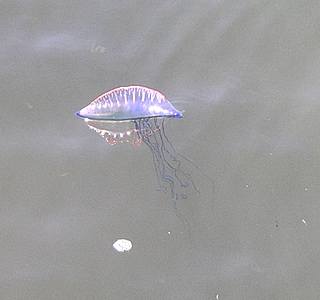 Faune marine croisée en navigation