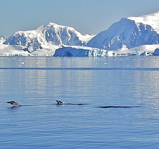 Faune marine croisée en navigation