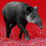 Tapir