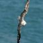 fulmar67